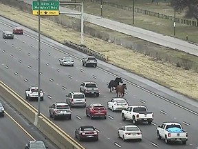 A video from the Ohio Department of Transportation captures Cleveland police horses on the loose and stopping traffic on I-90.