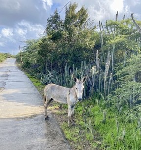 Donkeys were brought to the island of Bonaire by the Spanish centuries ago. Some roam the island but there is also a sanctuary that cares for them. CYNTHIA MCLEOD/TORONTO SUN