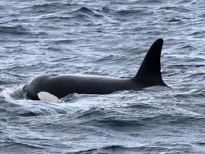 A photo of an orca from what researchers are calling a new population