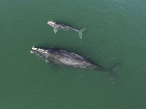 North Atlantic right whale mother and calf