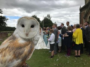Juno the barn owl at a wedding in Britain last year.