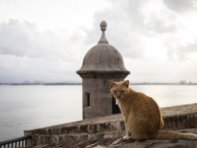 FILE - A stray cat sits on a wall in Old San Juan, Puerto Rico, Nov. 2, 2022. The nonprofit organization Alley Cat Allies said on March 28, 2024, that it sued the U.S. National Park Service over a plan to remove stray cats from the area surrounding this historic seaside fortress in Old San Juan.