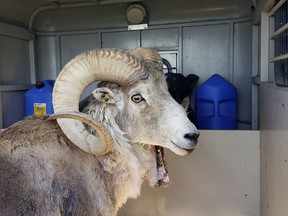 a sheep nicknamed Montana Mountain King