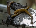 Hammerhead worms found in a garden in Montreal on Wednesday, Aug. 9, 2023.