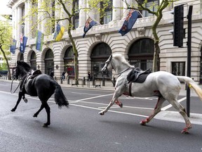Two horses on the loose bolt through the streets of London near Aldwych, on Wednesday April 24, 2024.