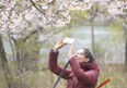 Cherry blossoms are seen in High Park as Mariana Carmargo takes pictures in May 2020.