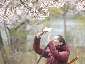 Cherry blossoms are seen in High Park as Mariana Carmargo takes pictures in May 2020.