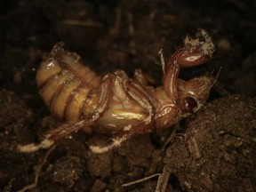 A periodical cicada nymph wiggles in the dirt in Macon, Ga., on Thursday, March 28, 2024, after being found while digging holes for rosebushes.