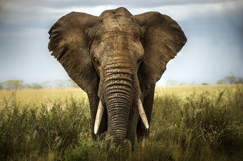 Un turist american în vârstă de 80 de ani a murit după ce un elefant a atacat un grup într-un safari în Zambia în weekend.