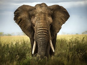 An 80-year-old American tourist died after an elephant attacked a group on safari in Zambia over the weekend.