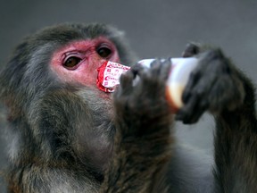 A macaque drinks from a bottle as it scavenges for food at a country park in Hong Kong on Jan. 9, 2011.