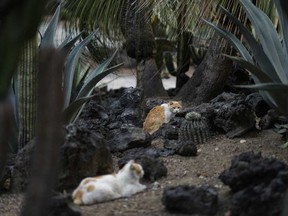 Cats rest in a National Palace garden in Mexico City, Thursday, March 4, 2024.