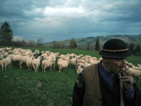 In this file photo taken on April 19, 2009, a Polish highlander leads sheep to mountain pasture near Zakopane as the annual sheep grazing season opened.