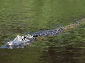 Een duiker overleefde een alligatoraanval in South Carolina en verloor zijn arm