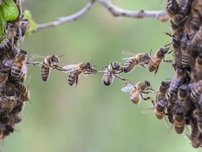 A swarm of bees attacked a Nevada father and his 11-year-old daughter while they attended a flag football practice.