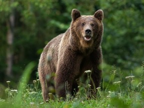 A Scottish woman survived a brown bear attack while on a trip to Romania this week.