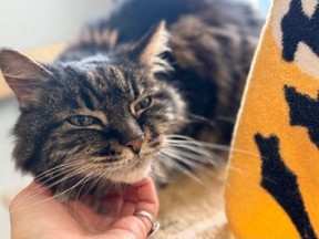 Charles, a 15 year old male cat, is looking for his forever home. (Toronto Humane Society)