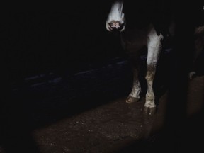 A cow in the shade at a dairy farm in Porterville, Calif., on Friday, Oct. 28, 2022.
