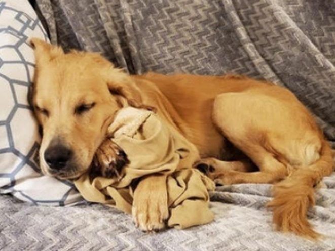 Bently, a golden retriever, was rescued by the group, Golden Rescue.