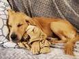 Golden Rescue is asking dog lovers to join a protest in Ottawa to change a government ban on the imports of international rescue dogs.