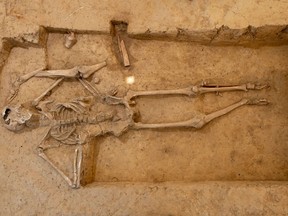 An archaeological excavation of a human skeleton at Mont-Saint-Jean, Belgium, part of the site of the Battle of Waterloo. MUST CREDIT: Vincent Rocher/AwaP
