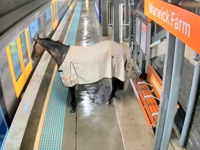 This frame grab taken from video footage provided by Transport of NSW on April 11, 2024 shows security footage of a rogue racehorse at a train station in outer Sydney.