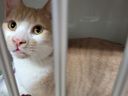 In support of the Toronto Humane Society, Nextdoor is encouraging people to give some love to animals who don't have a place to call home on National Pet Day, Thursday, April 11, 2024.