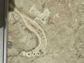 Reddit user Kidipadeli75 posted this image of a jawbone in a tile floor.