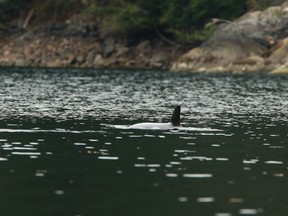The orphaned orca calf in a lagoon near Zeballos, B.C., on Monday April 1, 2024.