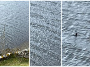 A Canadian couple, Parry Malm and Shannon Wiseman, living in England have been thrust into the limelight after capturing images, as shown in these handout images, of what could be the famed Loch Ness Monster in Scotland.