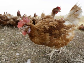 Cage-free chickens walk in a fenced pasture