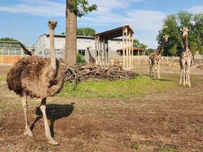 Karen was a beloved ostrich at the Topeka Zoo & Conservation Center in Kansas. MUST CREDIT: Wrylie Guffey/Topeka Zoo & Conservation Center