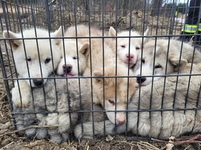 Six puppies, believed to be a type of husky, were found abandoned in a cage at the roadside near Weston Rd. and 15th Sideroad in King Township on Tuesday, April 2, 2024.