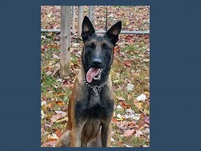 K-9 Rivan, a 5-year-old Belgian Malinois, was killed protecting a correctional officer, Virginia prison officials said.