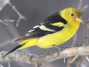 A rare Western Tanager spent the winter in McCarthy Woods, until it died after striking a window on March 23. Fans nicknamed him Sunny.