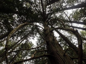 A Grand Fir tree at Francis/King Regional Park in Saanich, B.C., is shown on Thursday, May 26, 2016.