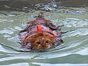 Ty, nicknamed "Thicken Nugget," takes swimming lessons to help shed extra pounds.