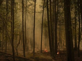 A global forest study says Canadian wildfires last year were "entirely" to blame for a worldwide surge in tree losses. Hot spots from the Lower East Adams Lake wildfire burn in Scotch Creek, B.C., on Sunday, Aug. 20, 2023.