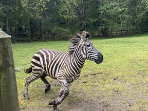 One of the four zebras that tasted freedom, if only for a short while. MUST CREDIT: King County Department of Executive Services