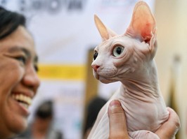 A woman holds a sphynx cat.