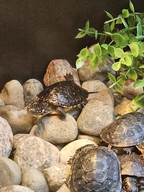 The spotted turtle is the smallest of Canada's eight freshwater turtle species. Laura Shantora Nelles/Toronto Sun