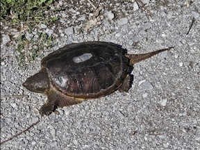 A small snapping turtle gets some sun in April 2024 along the Duffin's Creek trail in Ajax, Ontario. Laura Shantora Nelles/Toronto Sun