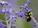 A bumble bee searches for nectar on some flowers in the Bert Weeks Memorial Garden along the Windsor riverfront, on Monday, July 4, 2022.