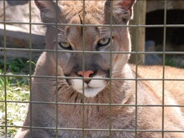 Bowen the cougar lounges on a sunny day in his enclosure at the Toronto Zoo in April 2024.