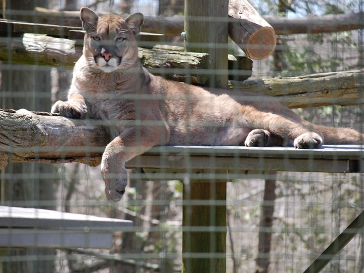  Bowen the cougar lounges on a sunny day in his enclosure at the Toronto Zoo in April 2024.