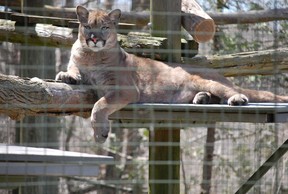 Bowen the cougar lounges on a sunny day in his enclosure at the Toronto Zoo in April 2024.