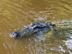 An alligator peers its head out of the water during a tour provided by Cajun Pride Swamp Tours in Laplace, La. (EDDIE CHAU/Toronto Sun)