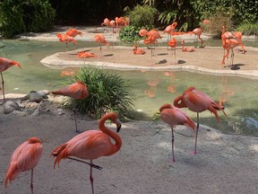 Flamingoes put their best foot forward at the world famous San Diego Zoo.