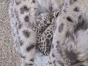 Snow leopard cubs.
