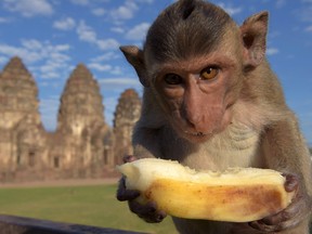 A monkey eats a banana at an ancient temple